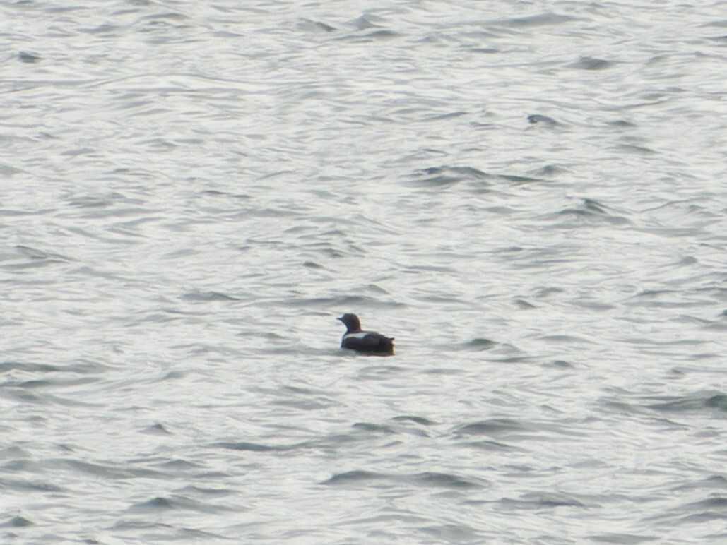 Photo of Black Guillemot